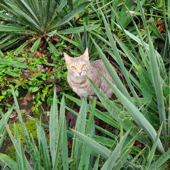 Pet friendly home! - Picture 3 of 3